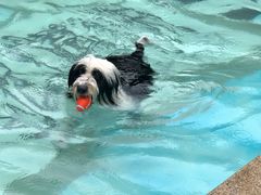 -汪说喵讲宠物乐园宠物酒店(红星美凯龙店)