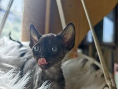 -70cat德文卷毛猫·缅因猫纯种猫舍