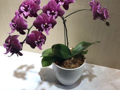 -北京植物园-展览温室