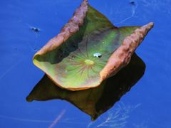 -野鸭湖国家湿地公园