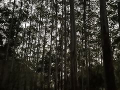 -黄埔油麻山森林公园