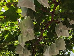 -马陆小张葡萄园农家乐