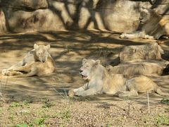 -北京野生动物园