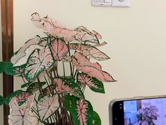 -龙大花卉苗木市场