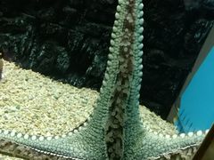 -北戴河圣蓝海洋公园