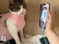 -北京观赏动物医院·24小时大型综合·猫专科·异宠专科
