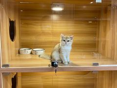 -猫十亿·布偶金渐层·曼基康矮脚猫舍(青年路店)