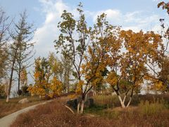 -汉长安城未央宫国家考古遗址公园