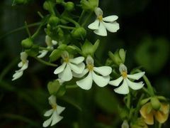 -风云岭森林公园