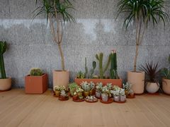 -JW酒廊 JW Lounge(上海鲁能JW万豪侯爵酒店)