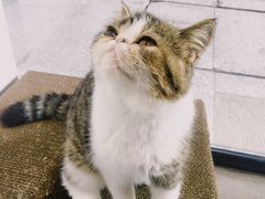 -瞄一喵猫咖(格力海岸店)