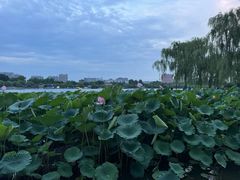 -济南大明湖景区