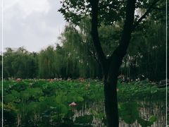 -莲湖公园