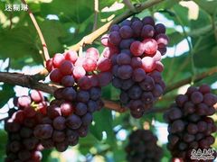 -马陆小张葡萄园农家乐