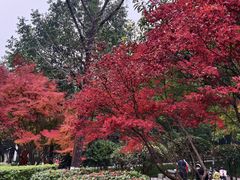 -龙头寺公园