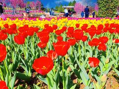 -石家庄市植物园