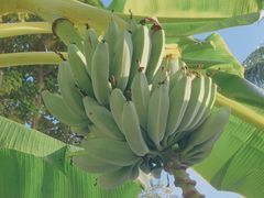 -云溪植物园