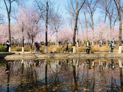 -桃花堤公园