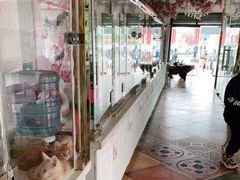 -糯米喵星人总部直营旗舰店·猫舍·幼猫出售