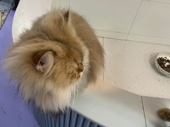 -1013 PET SHOP 宠物商店(近铁城市广场店)