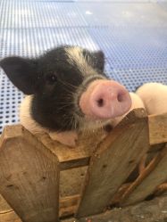 -萌宠亲子动物乐园(槐房万达店)