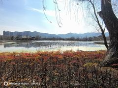 -长兴太湖图影湿地文化园