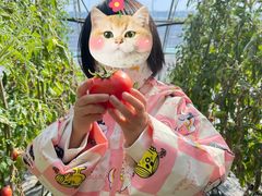 -甜心庄园·甜心草莓采摘园(西青中北店)