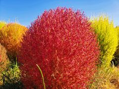 -春花秋色城市公园