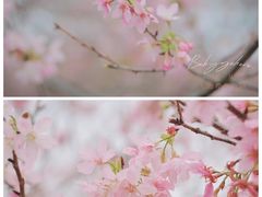 -天适樱花悠乐园