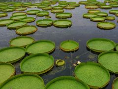 -荷塘月色湿地公园·向阳花洲