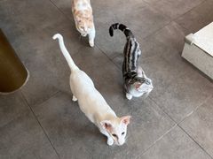 -飞行喵MR PILOT|猫舍·猫咖(静安大融城店)