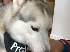 -Husky Go! 哈士奇体验馆·宠物咖啡厅狗咖