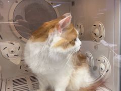 -FAELING PETS美天灵宠物(富力广场店)