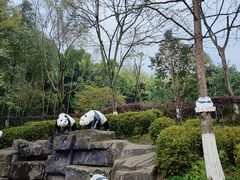 -都江堰中华大熊猫苑