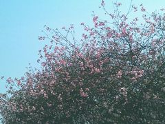 -上海市龙华烈士陵园