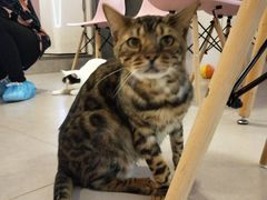 -三花喵·撸猫购宠·宠物生活馆(虹桥南丰城店)