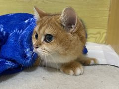 -中农大我爱我爱动物医院·核磁CT·猫病·24小时夜诊中心(石佛营店)