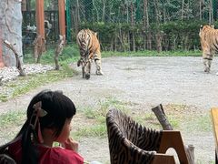-上海野生动物园老虎餐厅