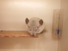 -龙猫仔乐园(惠福东路店)