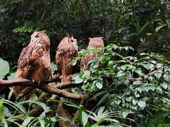 -广州长隆野生动物世界