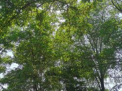 -长白岛森林公园