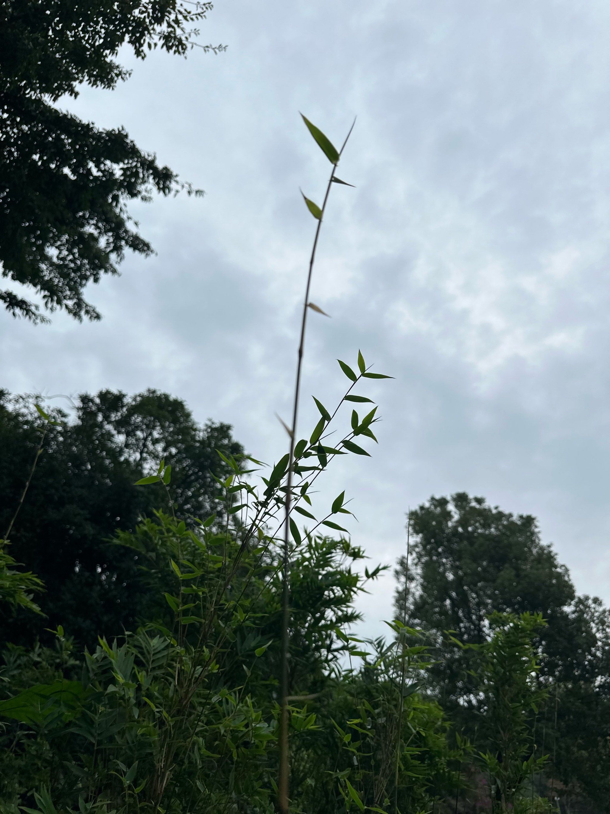 bamboo gas festival竹