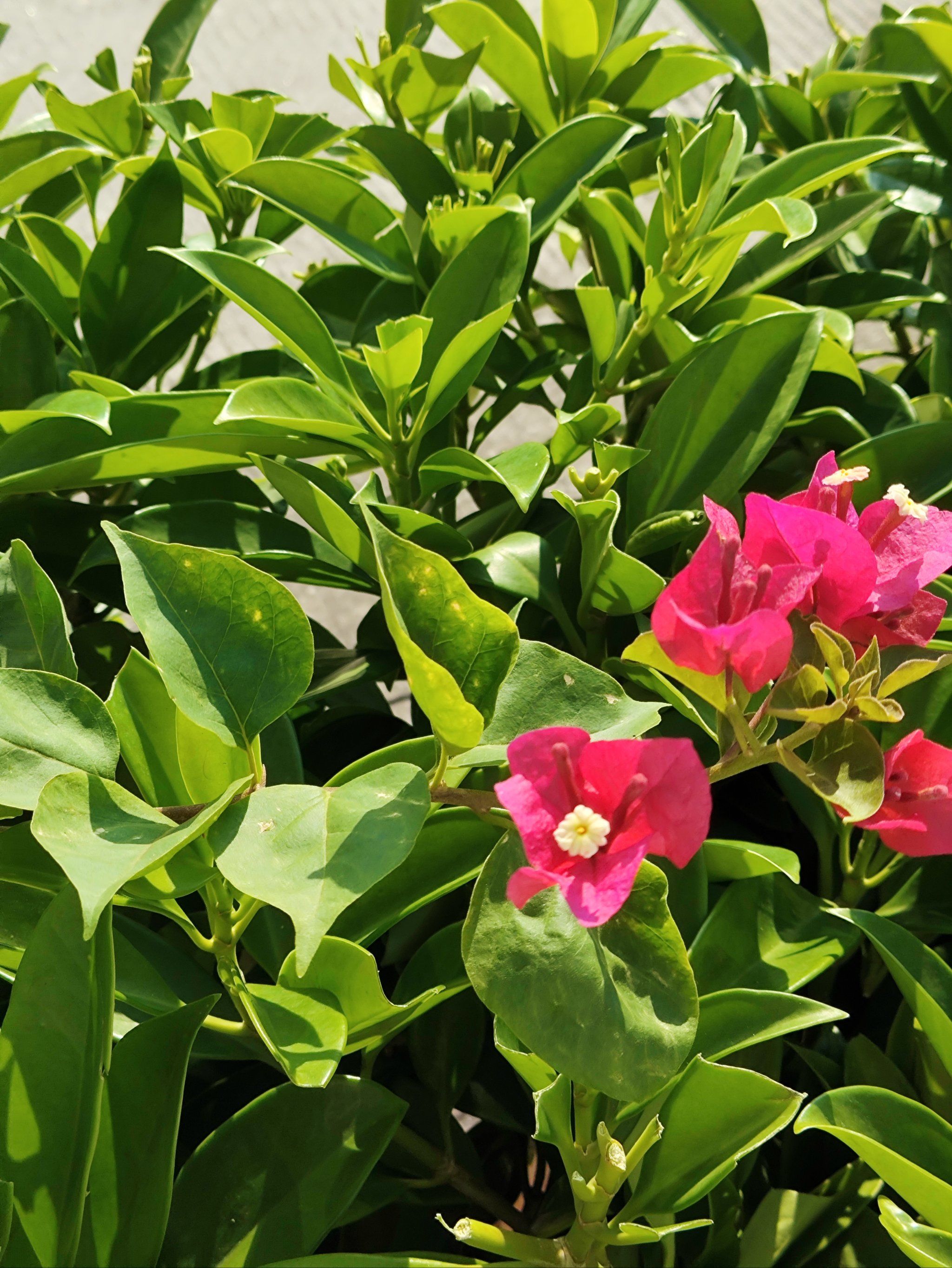 万绿丛中的一朵小花