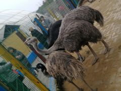 -武汉紫薇都市田园