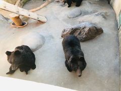 -东方熊牧场