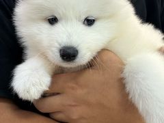 -翊宠yipet猫狗购宠庄园犬舍•猫舍