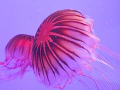 -上海海洋水族馆