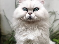 -喵屿·大理花园猫咖