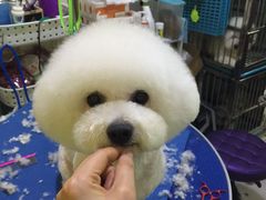 -爱宠屋pet shop·宠物洗澡·宠物美容