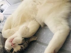 -猫大福·Fortune Cat猫舍(百子湾店)